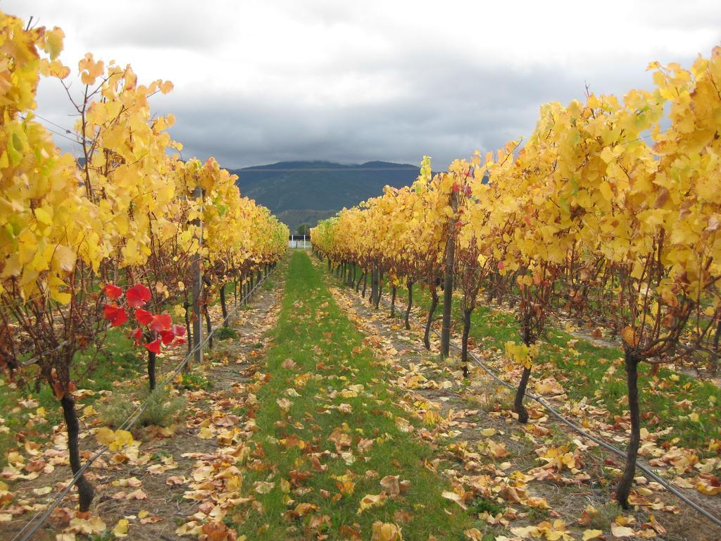 Korohi Vineyard Bnb Blenheim Extérieur photo